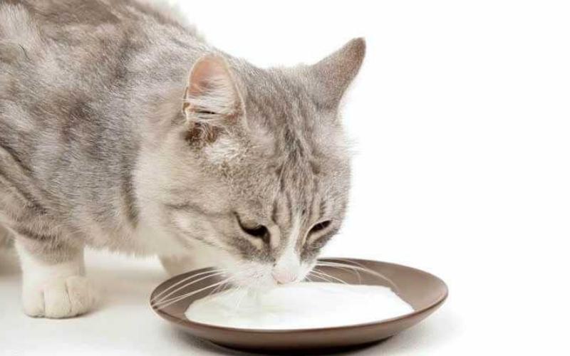 Bổ sung canxi cho mèo bằng sữa chua