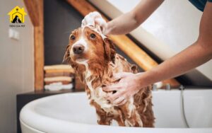 cách tắm cho chó luôn sạch se thơm tho