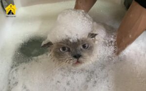 cách tắm cho mèo đơn giản hiệu quả tại nhà