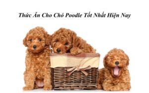 Thức Ăn Cho Chó Poodle Tốt Nhất Hiện Nay